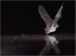 bat over water